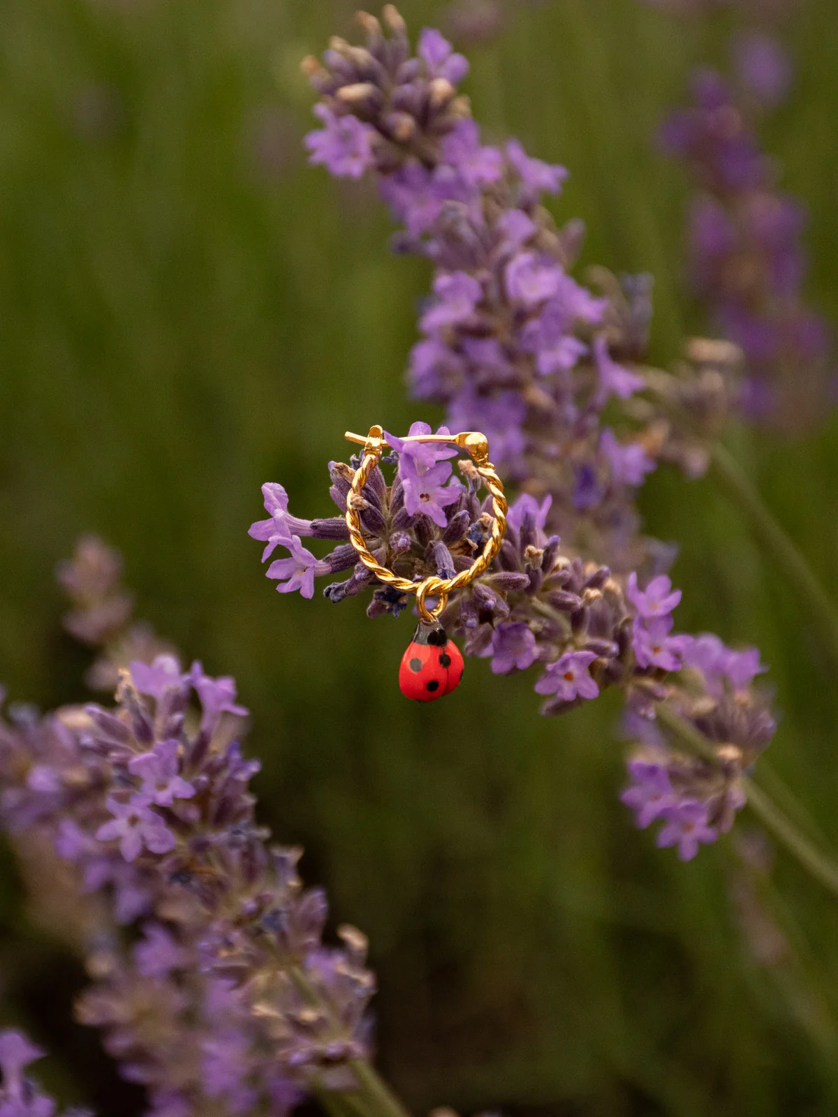 Mini créole coccinelle - Vendue à l'unité - Image 3