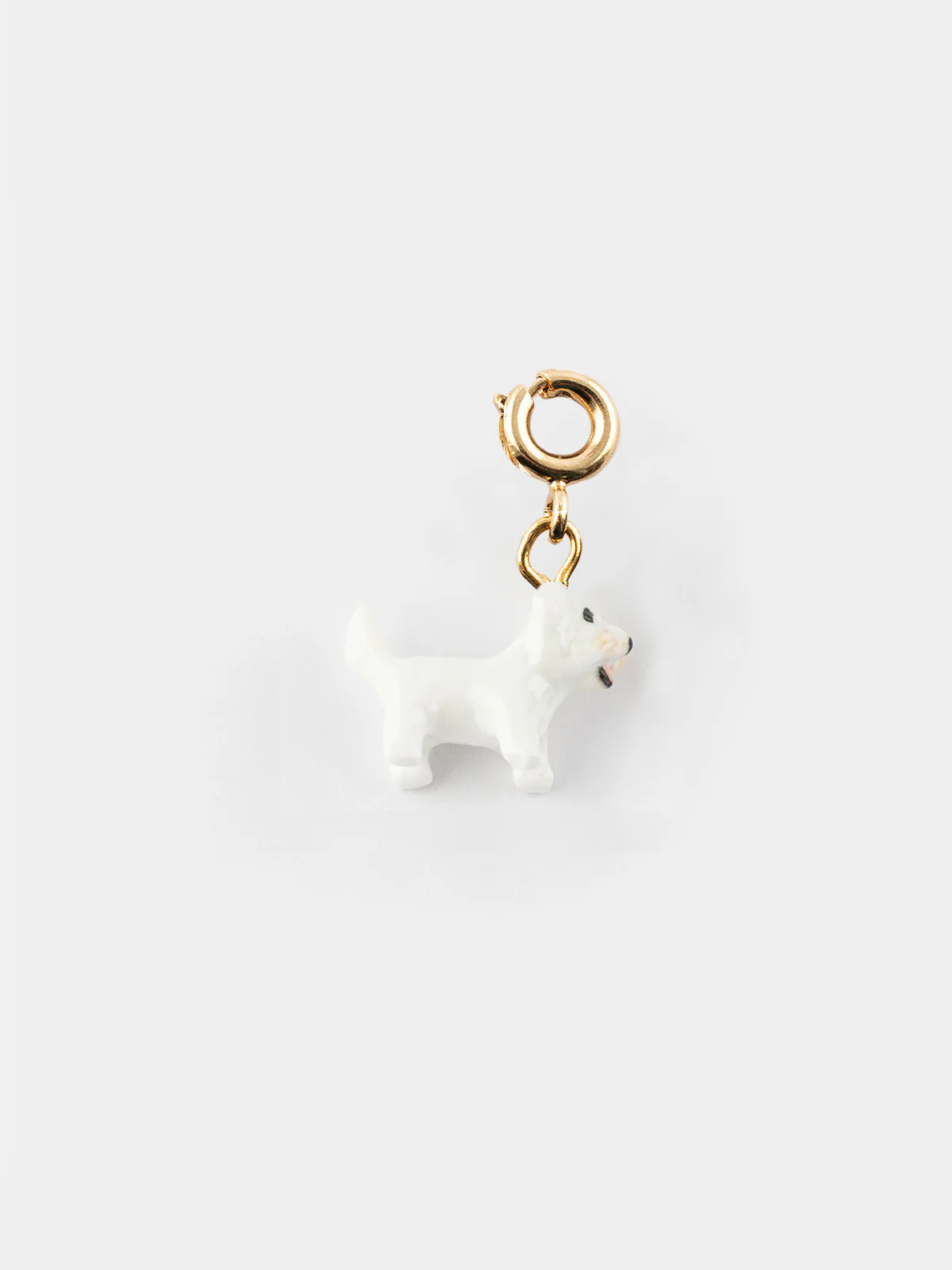Charm's Chien Coton de Tulear - Image 7