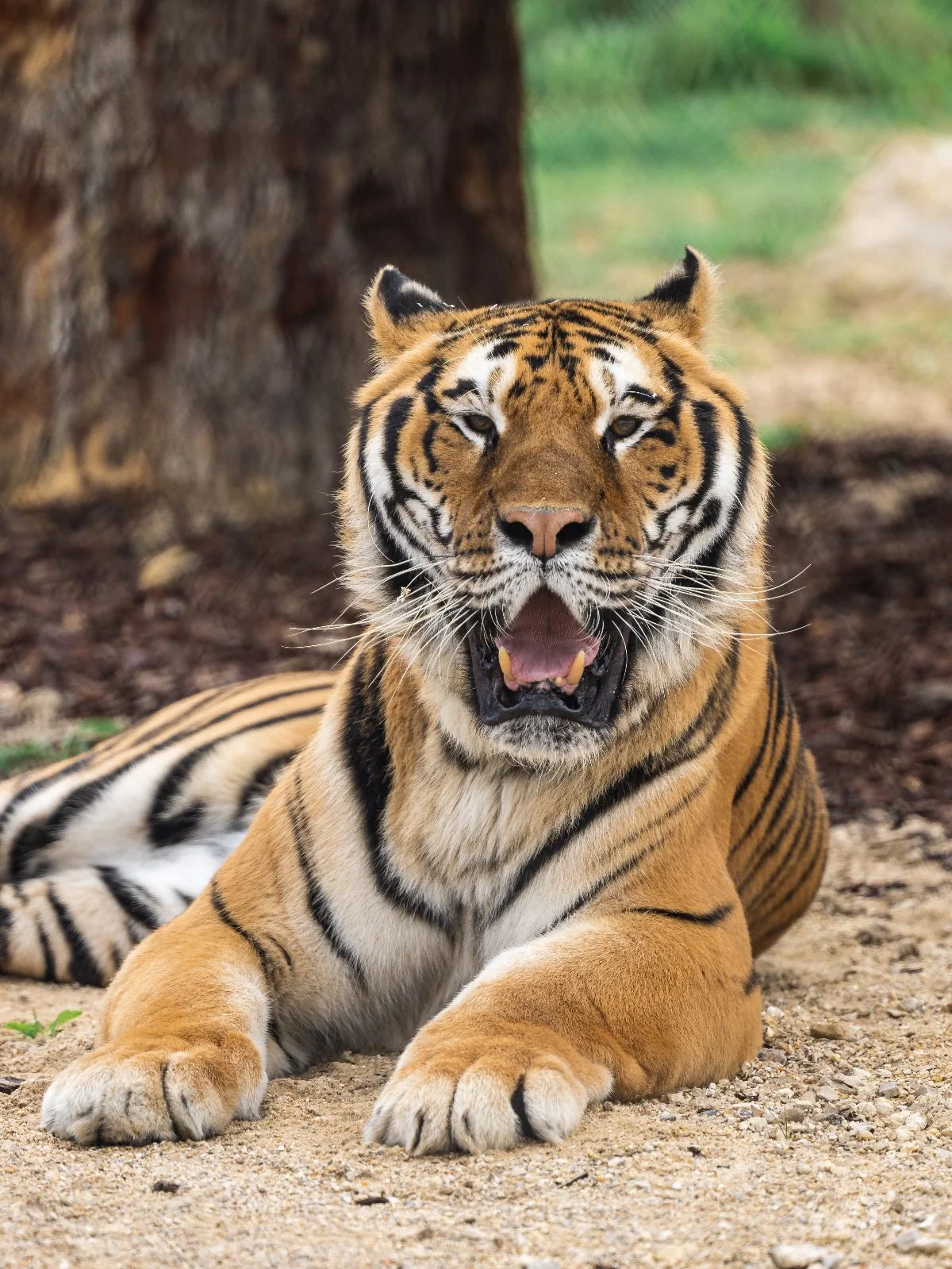 Stylo Khéops le tigre - La Tanière - Image 3