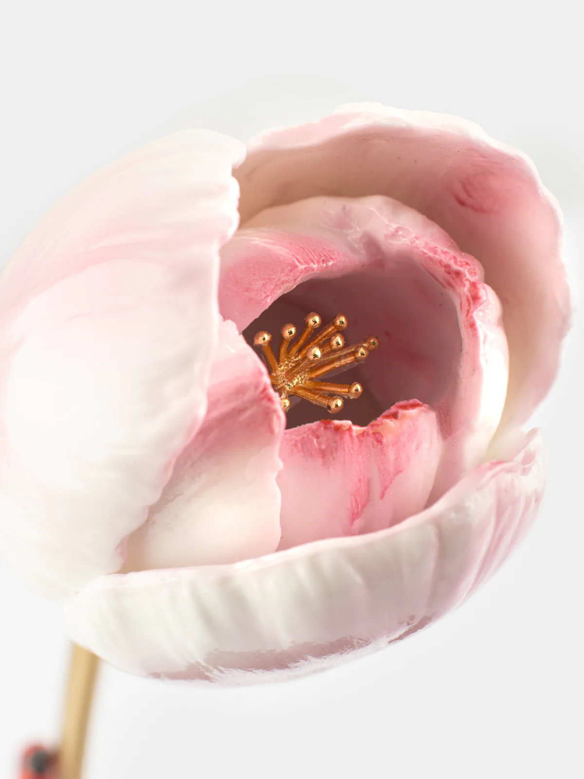 Tulipe éternelle rose
