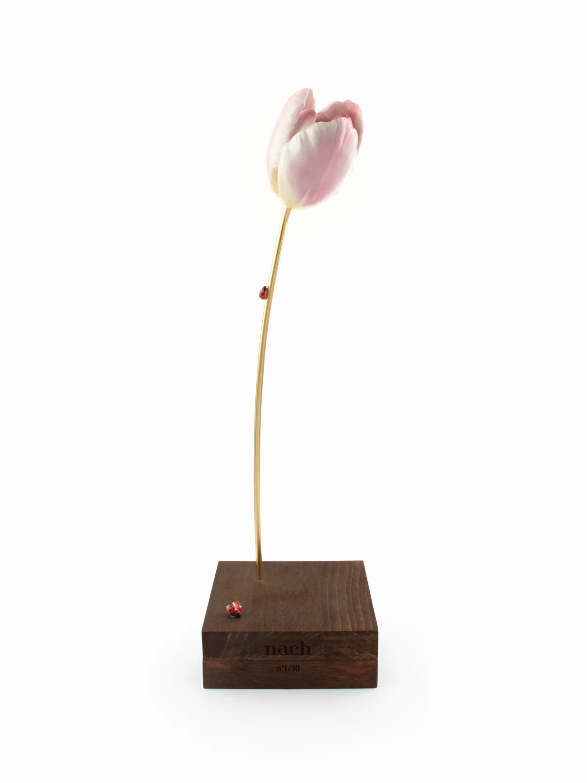 Tulipe éternelle rose - Image 6