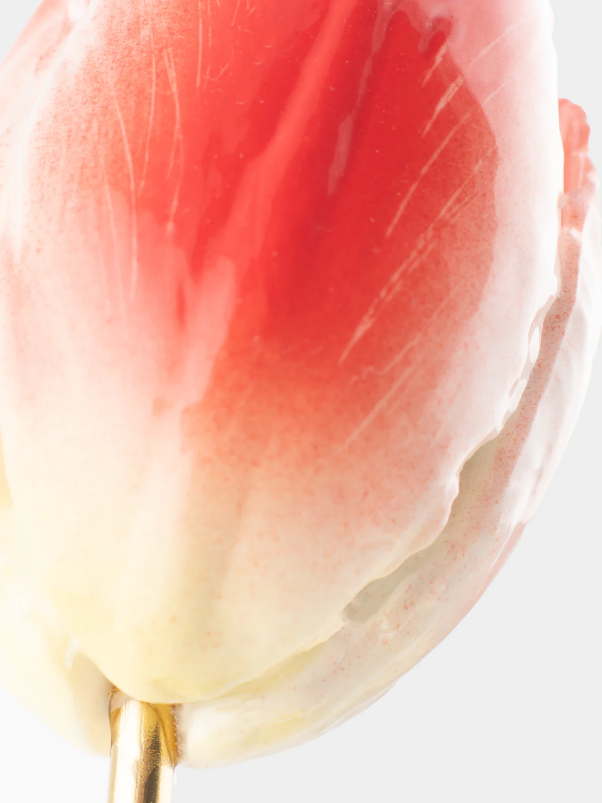 Tulipe éternelle rouge - Image 5
