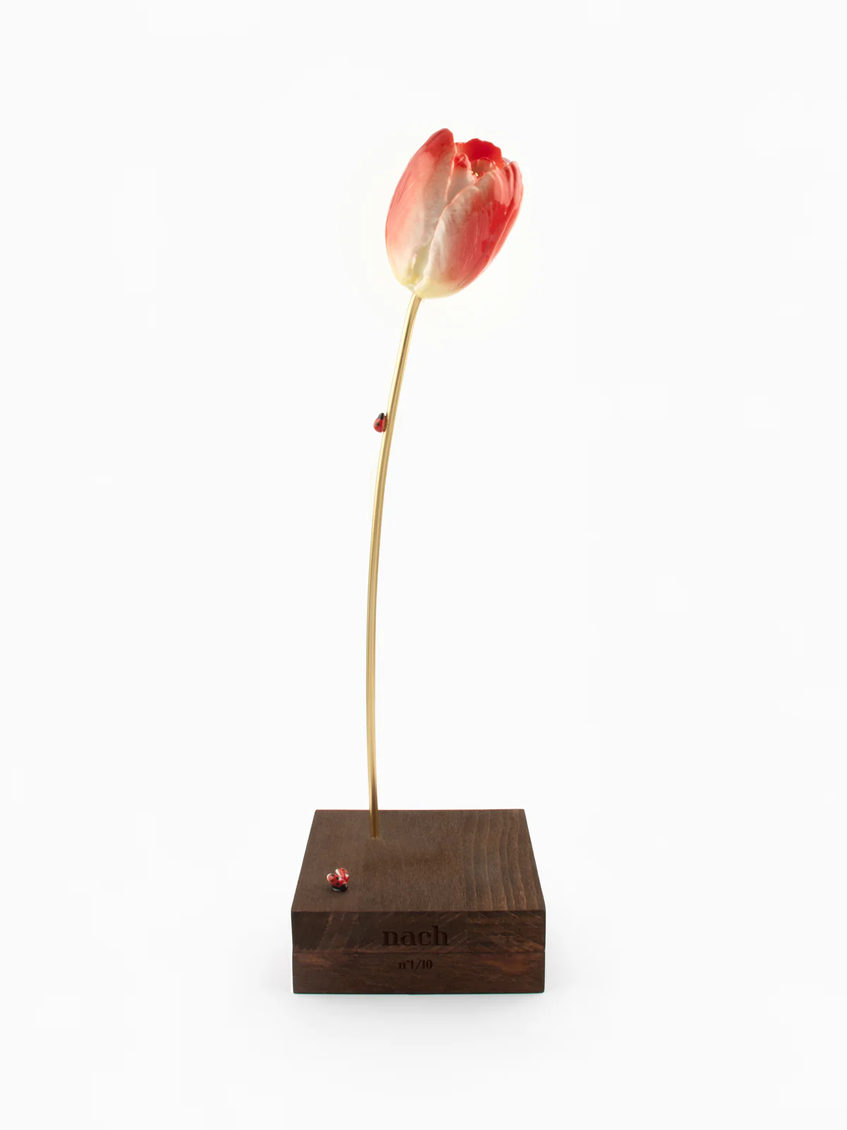 Tulipe éternelle rouge - Image 8